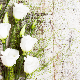 White Flowers Ecard_2024